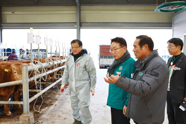 경매 시장 송아지와 번식우를 점검하는 손병복 군수 /사진제공=울진군