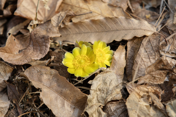 홍릉숲 복수초가 처음으로 노란 꽃잎을 피우며 한발 앞서 봄소식을 전했다. /사진=국립산림과학원