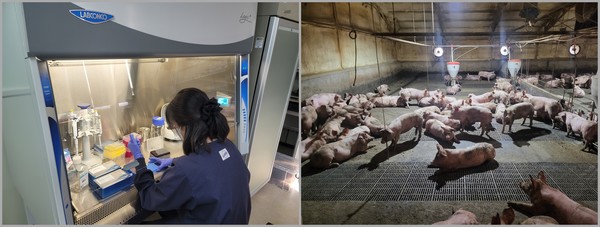 경기도, 파주 양돈농가 아프리카돼지열병(ASF) 정밀검사 후 출하 /사진제공=경기도