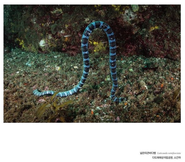 넓은띠큰바다뱀 휴식 모습 /자료제공=국립공원공단