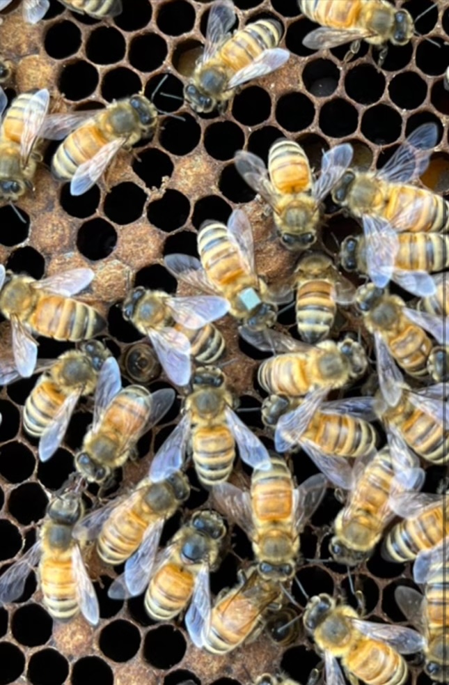 RFID 칩이 삽입된 꿀벌 /사진제공=WWF