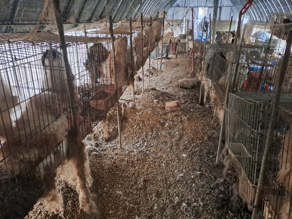 충남 보령에 위치한 무허가 번식장에서 123마리의 동물을 구조했다. /사진제공=동물자유연대