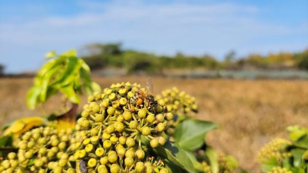 송악에 앉아 있는 꿀벌 /사진제공=국립산림과학원