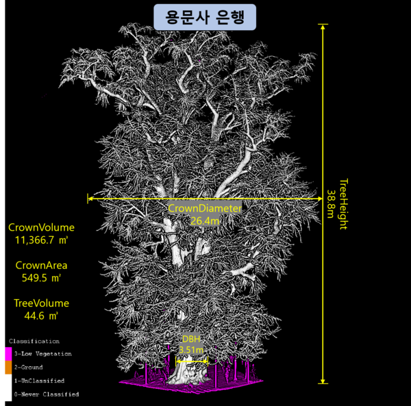 라이다 기술을 활용한 용문사 은행나무의 생장 정보 /자료제공=국립산림과학원