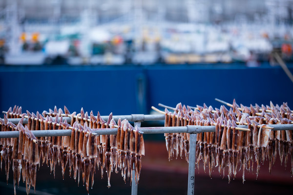오징어 어획량은 2000년 22.6만톤에서 2019년 5.2만톤으로 1/4에 불과할 정도로 줄었다.
