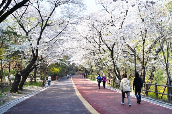 남산공원 산책로(벚꽃) /사진제공=서울시