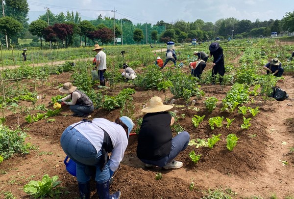 시민농장에서 시민들이 농사 체험 /사진제공=수원시 