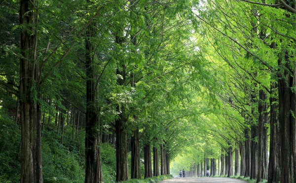 한국산림경영인협회, 국립강릉원주대, 환경일보가 주최·주관하는 '제2차 기후위기 대응, 기상·해양·산림분야 융합 세미나'가 ‘산은 바다를 그리고, 바다는 산을 색 입힌다’를 주제로 강원도 평창군 이효석 문학관에서 4월19일 개최된다. /자료=환경일보DB
