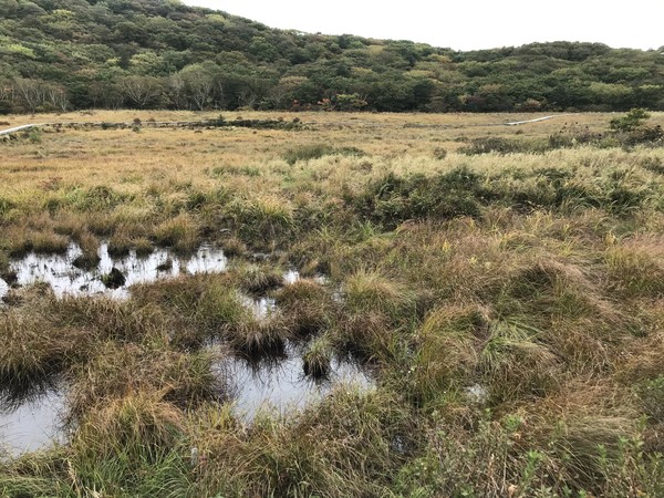 생태 복원 사업이 진행된 강원도 인제군 대암산 용늪습지 모습 /사진제공=한국환경보전원