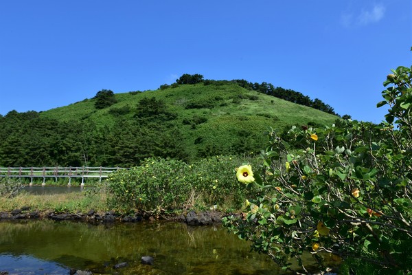 비양도 산배경황근 /사진제공=난대·아열대산림연구소