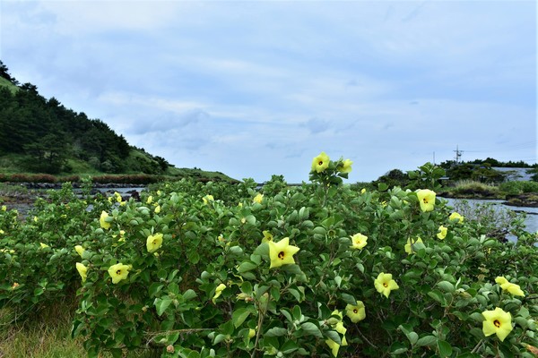 비양도 황근 군락 /사진제공=난대·아열대산림연구소