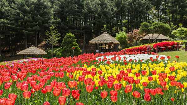 봄꽃으로 화려하게 단장한 농촌테마파크 /사진제공=용인시