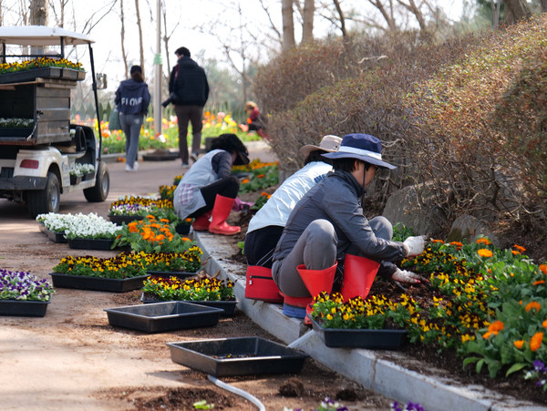 농촌테마파크 입구에 봄꽃을 식재 /사진제공=용인시