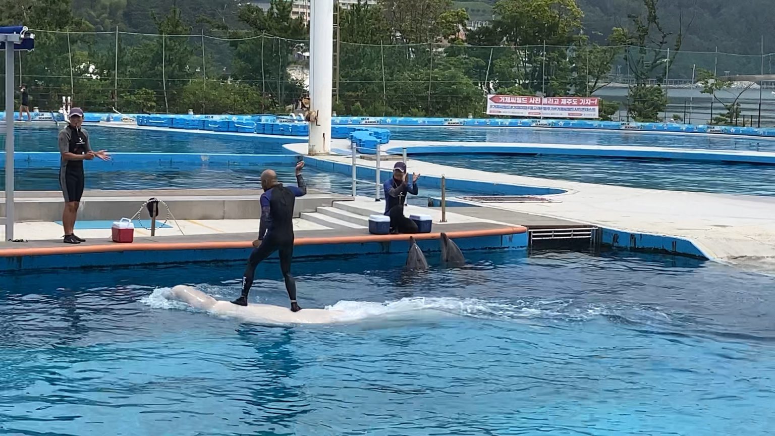 동물학대 논란이 끈이지 않았던 거제씨월드의 고래를 직접 타는 체험프로그램. /사진제공=핫핑크돌핀스