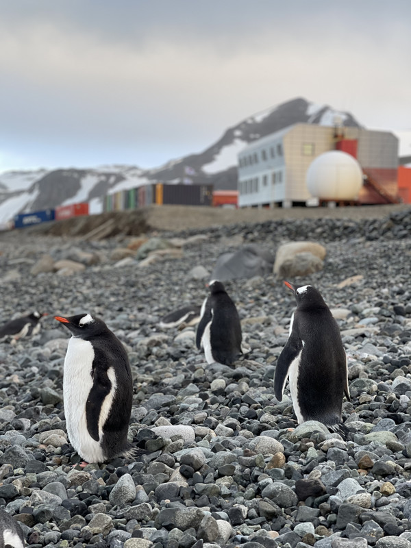 남극 세종 과학기지 앞 젠투펭귄 /사진제공=극지연구소