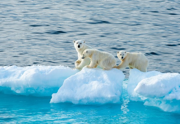 기후변화가 빠르게 진행 중인 상황에서 추위와 얼음에 적응된 상태의 극지방 생물들은 거처를 이동하거나, 번식활동이 교란되고 먹이를 찾을 수 없게 될 수도 있다. /사진제공=극지연구소