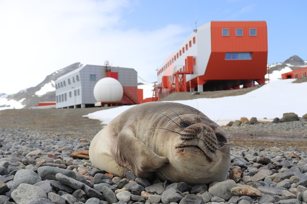 남극 세종 과학기지 앞 코끼리 해표 /사진제공=극지연구소