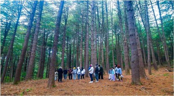 5~6m 간격으로 경영된 강원도 평창군 봉평읍 잣나무 숲. 지난해 국토녹화 50주년을 맞아 대한민국 100대 명품숲으로 선정됐다. /사진제공=산림청