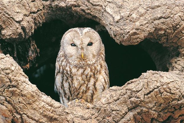 멸종위기 야생생물 Ⅱ급 ‘올빼미’ /사진제공=국립생물자원관