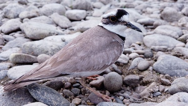 터를 잡은 꼬마물떼새와 흰목물떼새들에게 세종보 재가동은 재앙이다. /사진=대전충남녹색연합