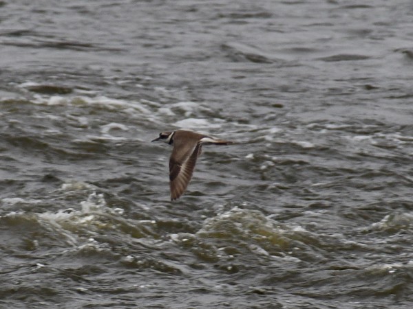 터를 잡은 꼬마물떼새와 흰목물떼새들에게 세종보 재가동은 재앙이다. /사진=대전충남녹색연합