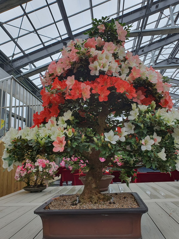 신안군, 다양한 오색 철쭉나무 꽃 /사진제공=신안군