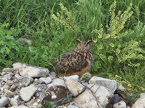 돌 위에 앉은 수리부엉이가 자태를 뽐내고 있다. /사진제공=이학용씨