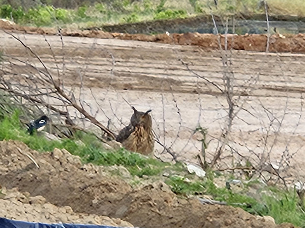 수리부엉이가 신북천 주변을 거닐고 있으며 이러한 모습을 겁 없이 까치가 지켜보고 있다. /사진제공=이학용씨