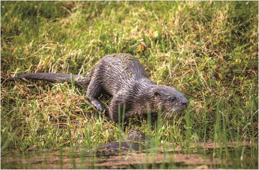 수달(멸종위기 야생생물 Ⅰ급) /사진제공=환경부