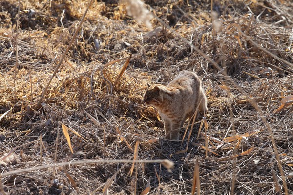 삵(멸종위기 야생생물 Ⅱ급) /사진제공=환경부
