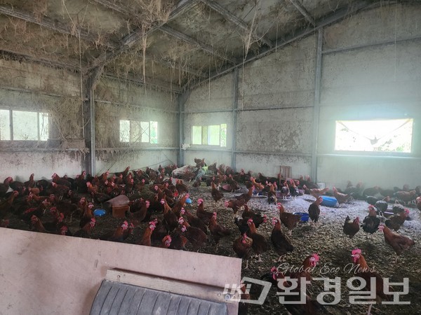 비위생적인 창고에서 도축을 기다리고 있는 닭들. / 사진=박인석 기자