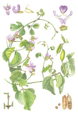 해녀콩 백희순 /자료제공=국립수목원