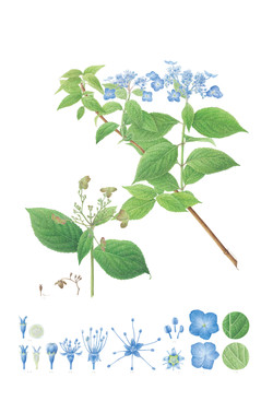 산수국 이승현 /자료제공=국립수목원