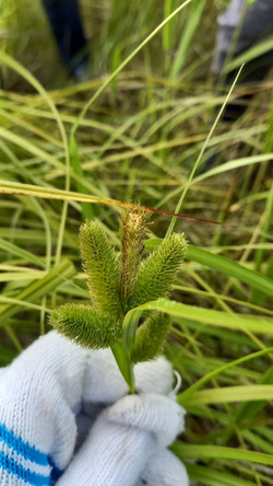 희귀 습지식물인 양뿔사초 /사진제공=새만금신공항 백지화공동행동