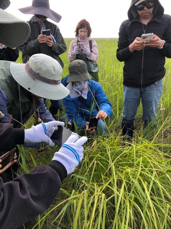 5월12일 새만금신공항 계획부지인 수라갯벌 중심부의 습지대에서 희귀 습지식물인 양뿔사초 군락이 발견됐다. /사진제공=새만금신공항 백지화공동행동