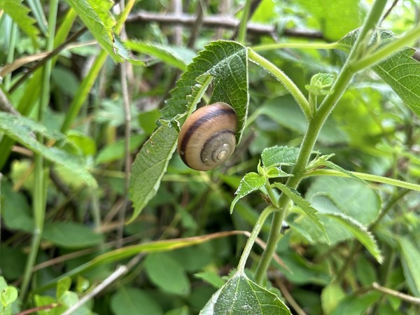 신안군 섬 지역에 서식하는 참달팽이 /사진제공=신안군