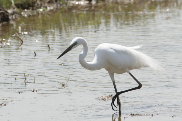 중대백로 /사진제공=환경부