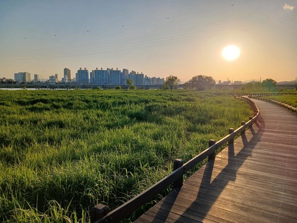 억새군락지 전경 /사진제공=환경부