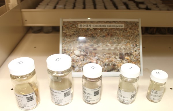 지난해 내성천에서 서식이 확인된 멸종위기 야생생물 1급인 흰수마자 액침표본 /사진=박선영 기자 