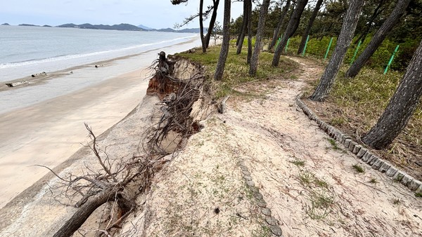 생태경관보전지역 하시동 해변의 연안침식 현장 /사진제공=녹색연합