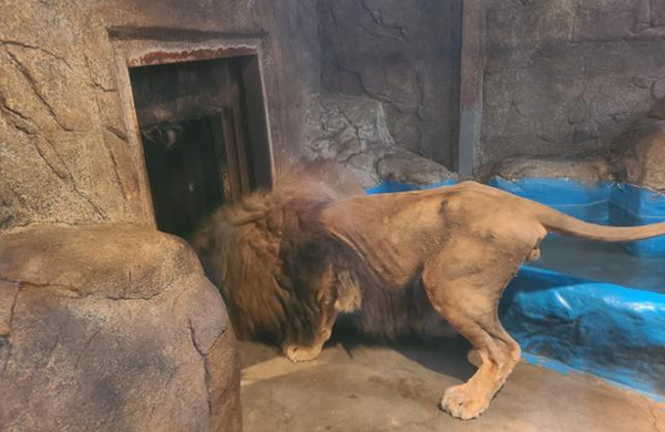 부경 동물원에서 갈비뼈가 다 드러났던 갈비사자 '바람이' / 사진출처=청주동물원