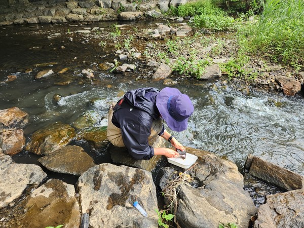 하천 저서생물 조사 모습 /사진제공=환경영향평가협회