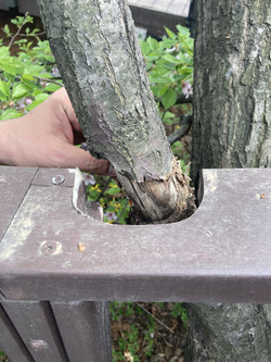 데크 난간에 걸리는 나무의 껍질을 파낸 흔적 /사진제공=풀씨행동연구소