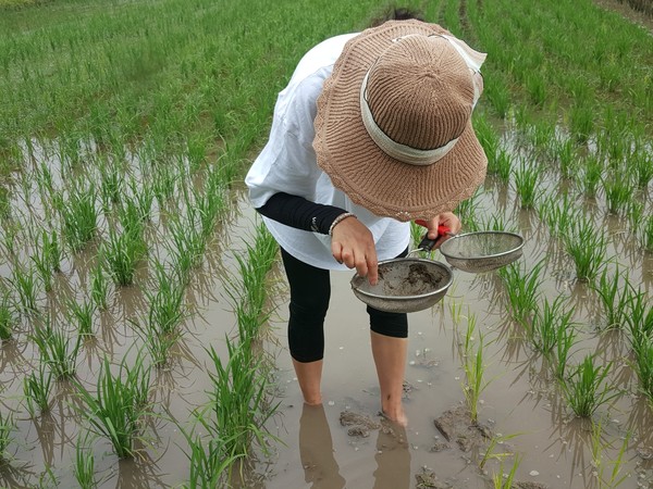 무수골 다랭이 논에서는 친환경 농법으로 논 농사가 진행되고 있고, 지난 5월 말 모내기를 마쳤다. /사진제공=서울환경연합