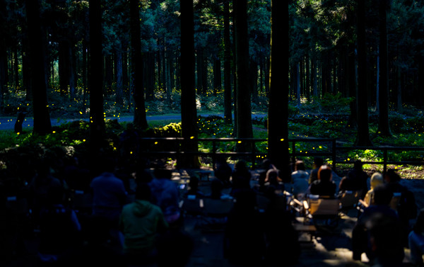 사회적 배려 대상자를 위한 희망나눔 반딧불이 행사 /사진제공=국립산림과학원