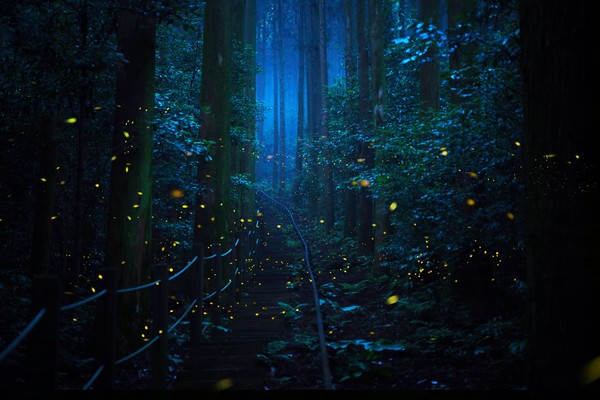 사회적 배려 대상자를 위한 희망나눔 반딧불이 행사 /사진제공=국립산림과학원