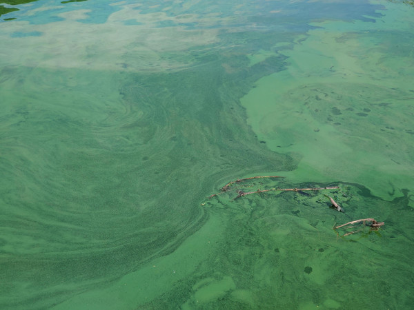 낙동강유역환경청이 6월20일(목) 15시를 기해 올해 처음으로 낙동강 칠서지점에 조류경보 ‘관심’ 단계를 발령했다. /낙동강 녹조. , 사진제공=환경운동연합