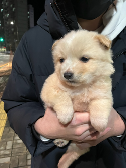 안 씨가 안고 있던 '진티즈'의 마지막 모습. /사진제공=동물권행동 카라