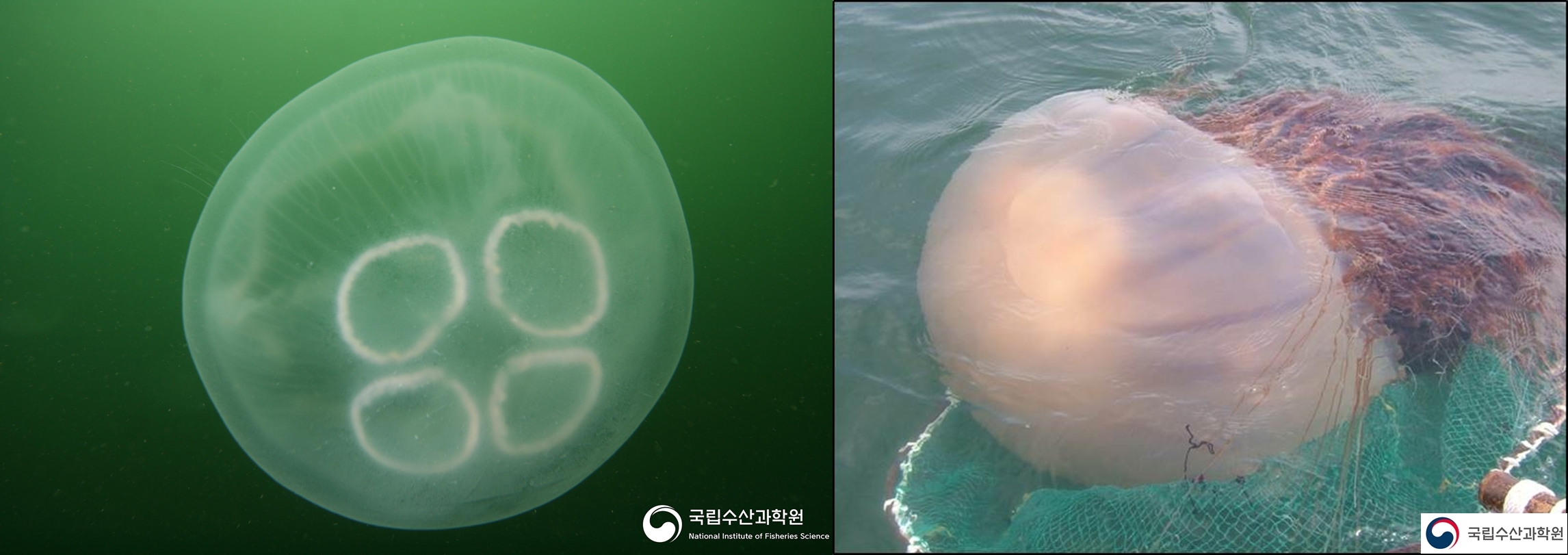 보름달물해파리(왼쪽)와 노무라입깃해파리. <사진제공=해양수산부>