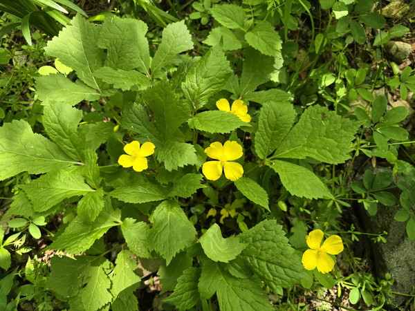 우리나라 특산식물 매미꽃(Coreanomecon hylomeconoides) /사진제공=국립수목원